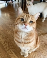 【古文翻譯翻譯中文公司|古文翻譯翻譯中文